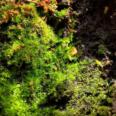 The magical world of moss